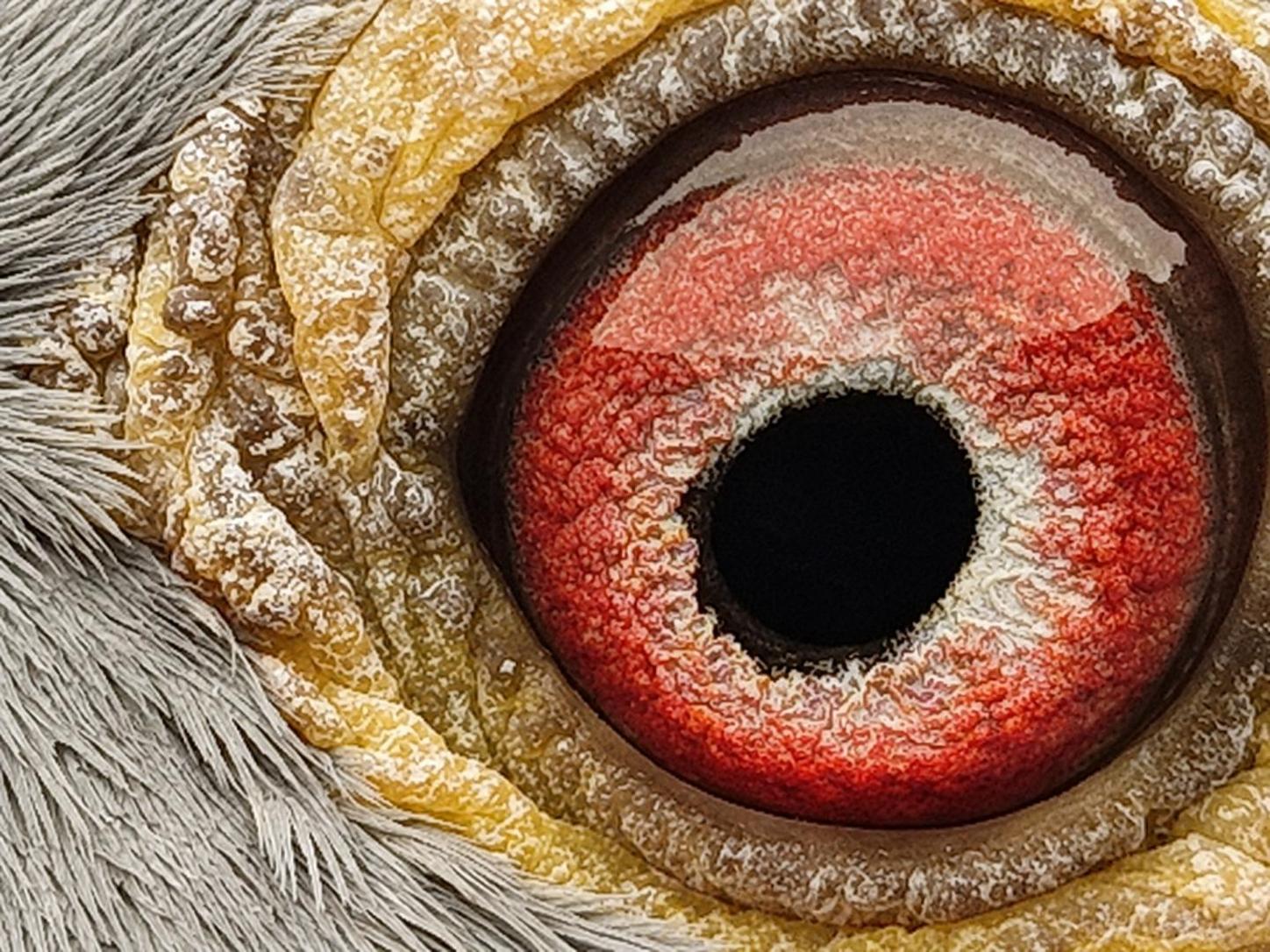 Pigeon eye